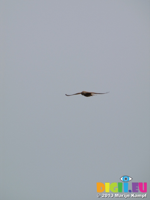 SX28387 Kestrel (Falco tinnunculus)